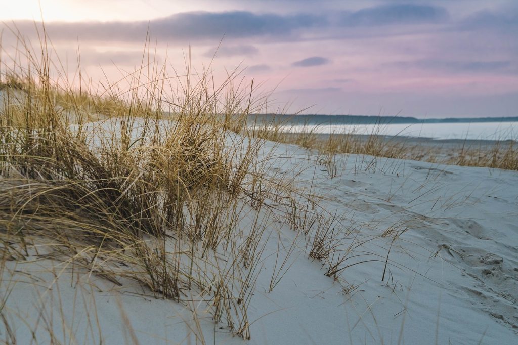 baltic sea, dune grass, beach